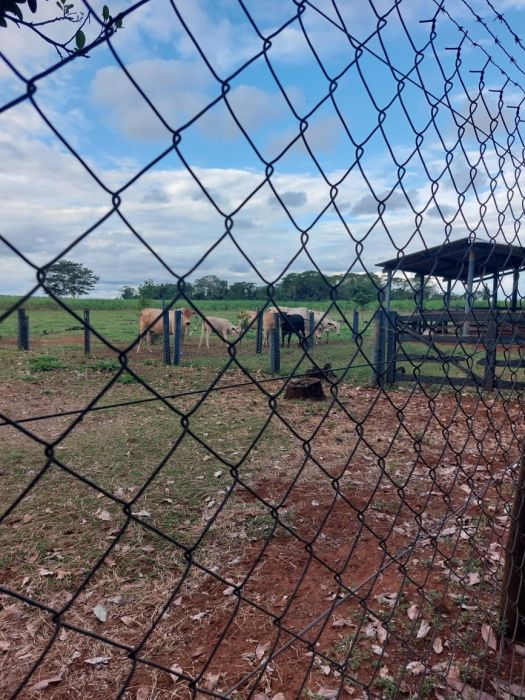 S�tio - Venda - Rural - Ara�atuba - SP