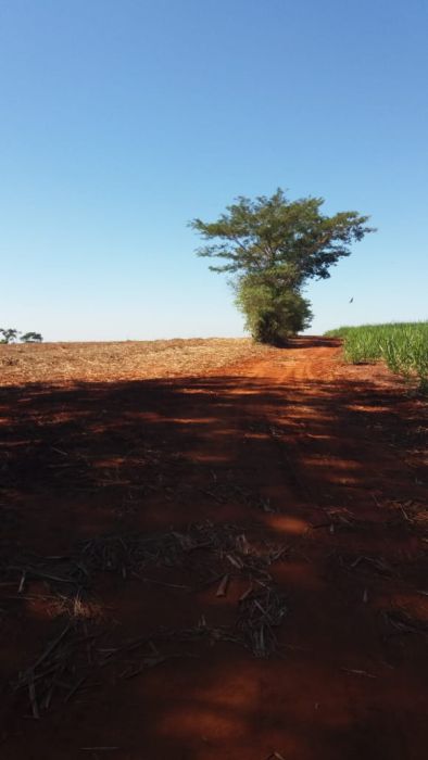 S�tio - Venda - Rural - Ara�atuba - SP